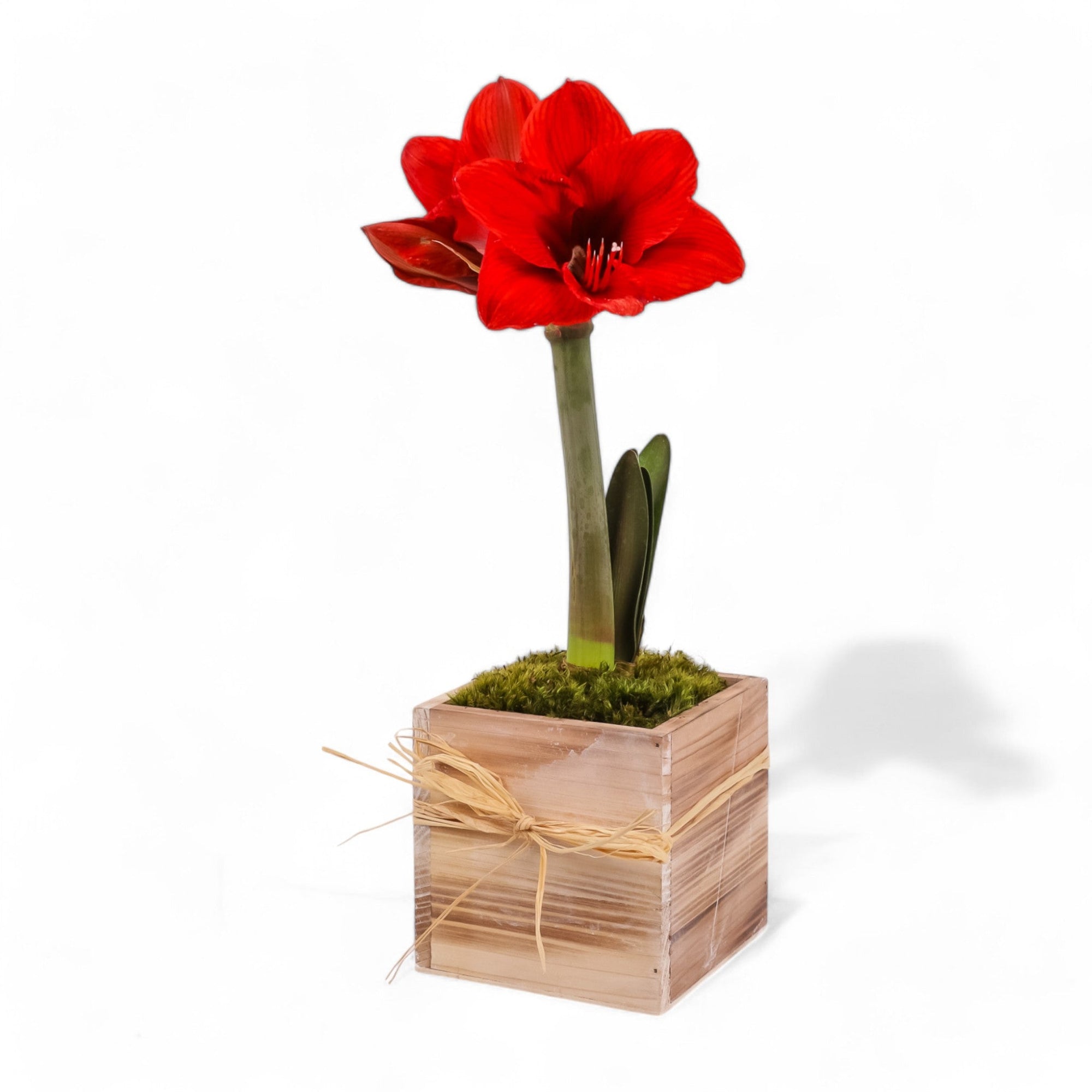 Holiday Amaryllis Bulb Planting - Green Fresh Florals + Plants