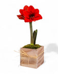 Holiday Amaryllis Bulb Planting - Green Fresh Florals + Plants