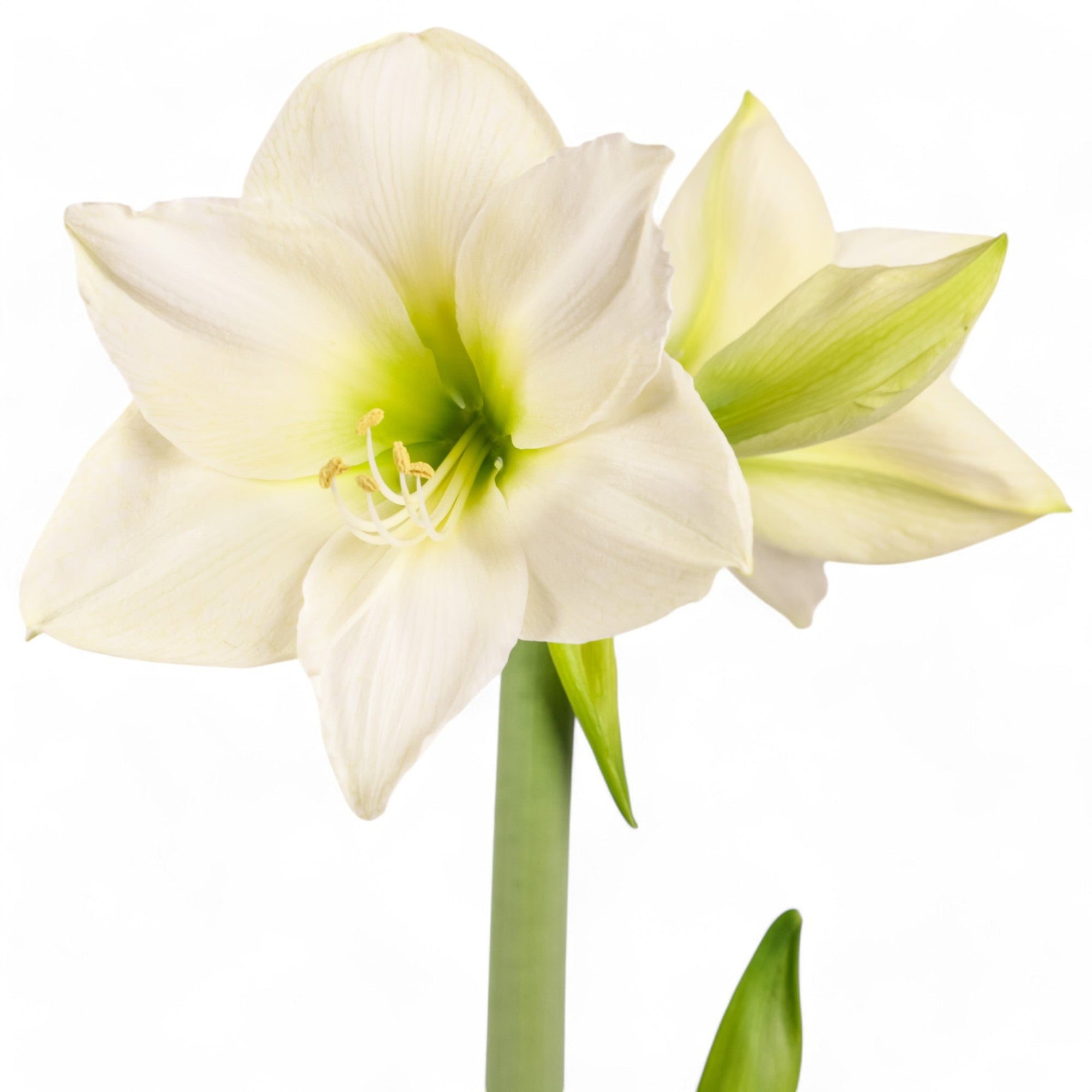 Holiday Amaryllis Bulb Planting - Green Fresh Florals + Plants