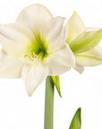 Holiday Amaryllis Bulb Planting - Green Fresh Florals + Plants