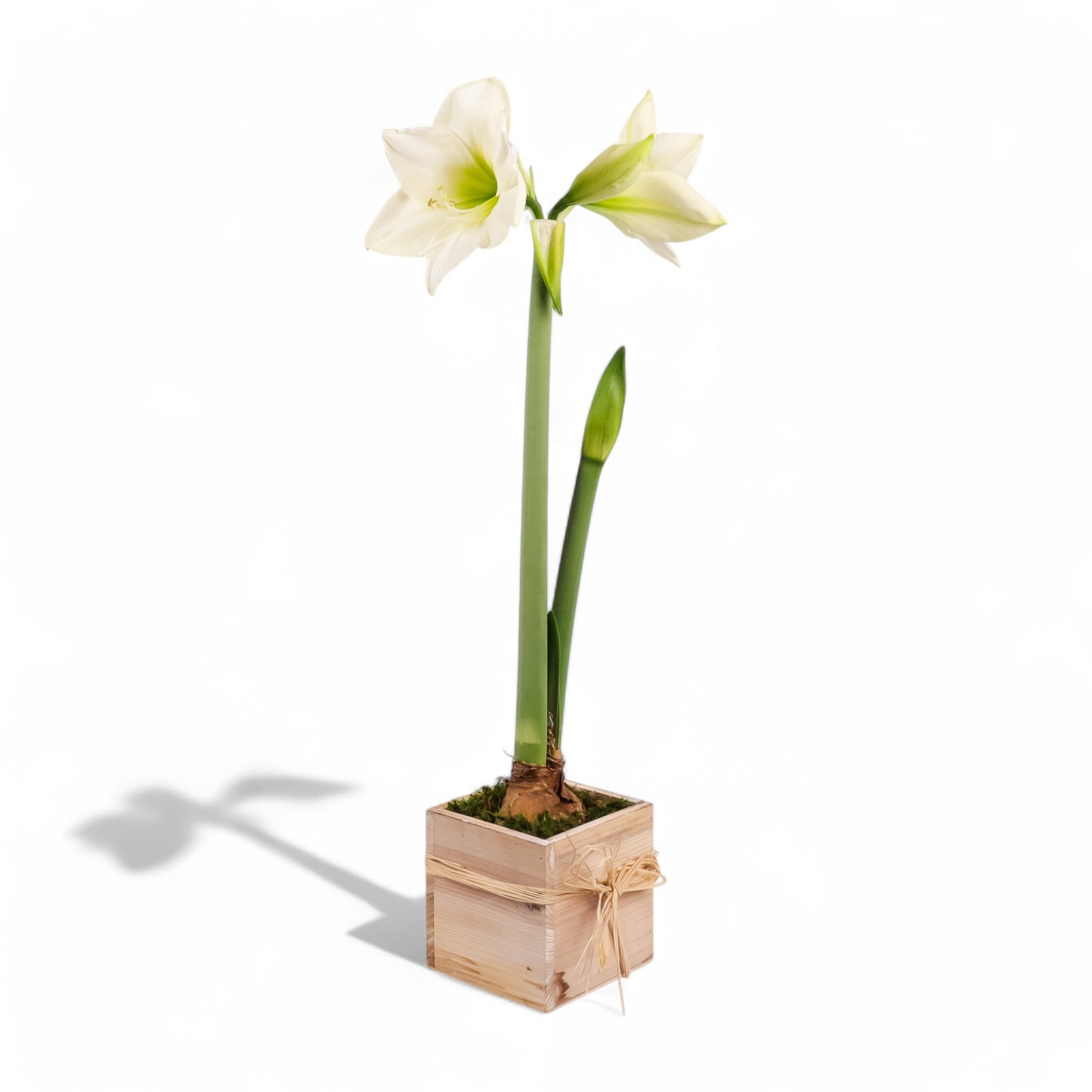 Holiday Amaryllis Bulb Planting - Green Fresh Florals + Plants