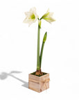 Holiday Amaryllis Bulb Planting - Green Fresh Florals + Plants