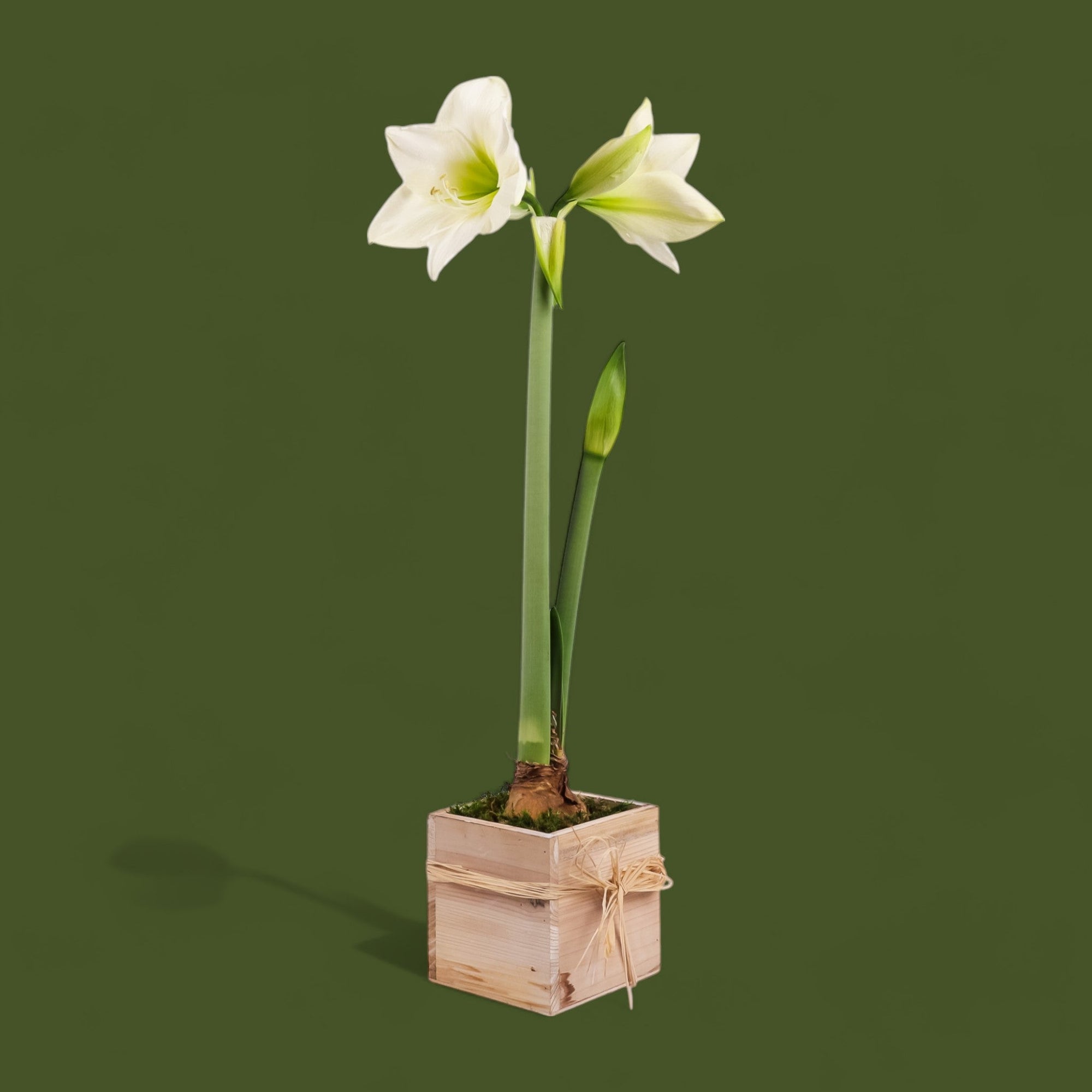 Holiday Amaryllis Bulb Planting - Green Fresh Florals + Plants