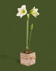 Holiday Amaryllis Bulb Planting - Green Fresh Florals + Plants