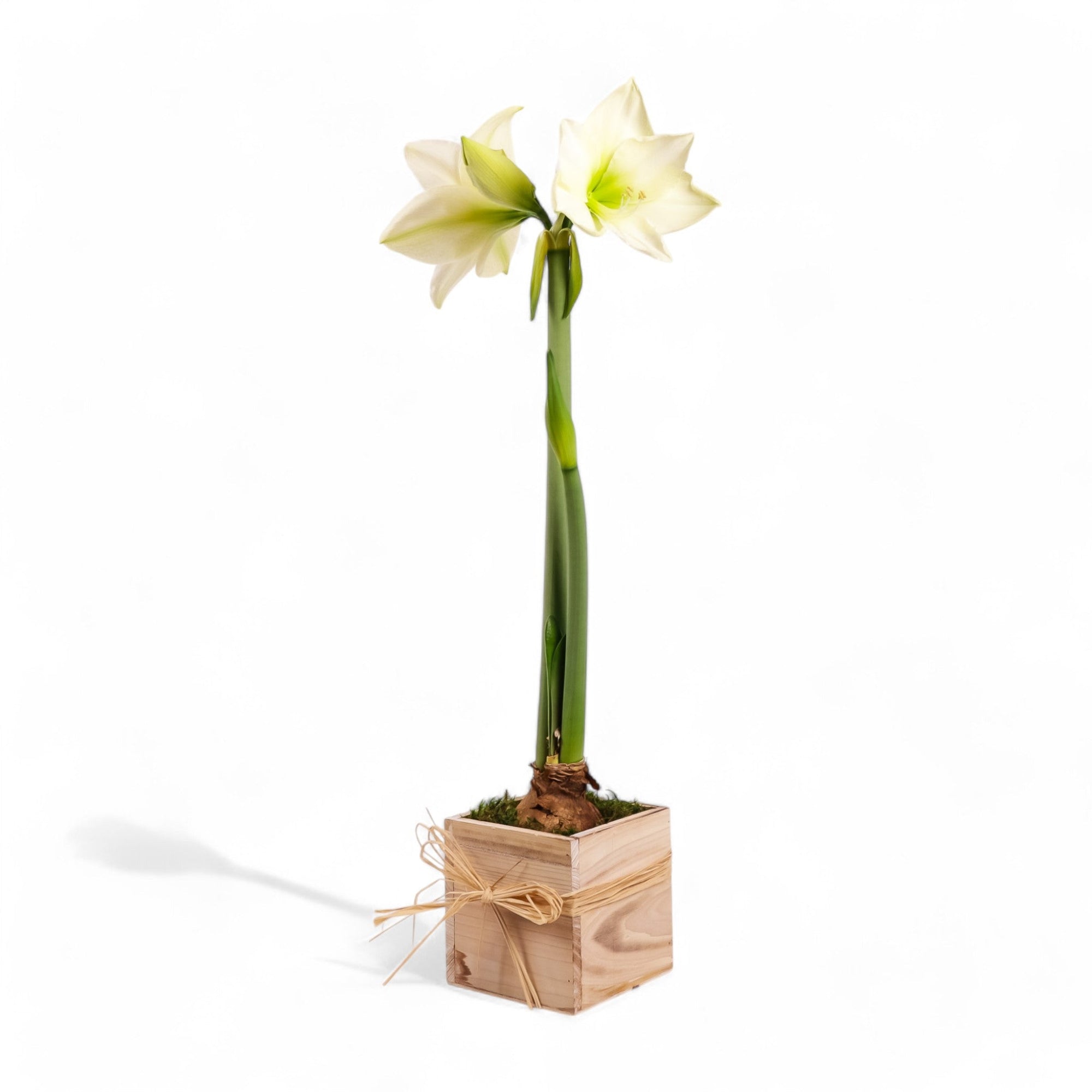 Holiday Amaryllis Bulb Planting - Green Fresh Florals + Plants