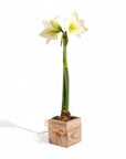 Holiday Amaryllis Bulb Planting - Green Fresh Florals + Plants