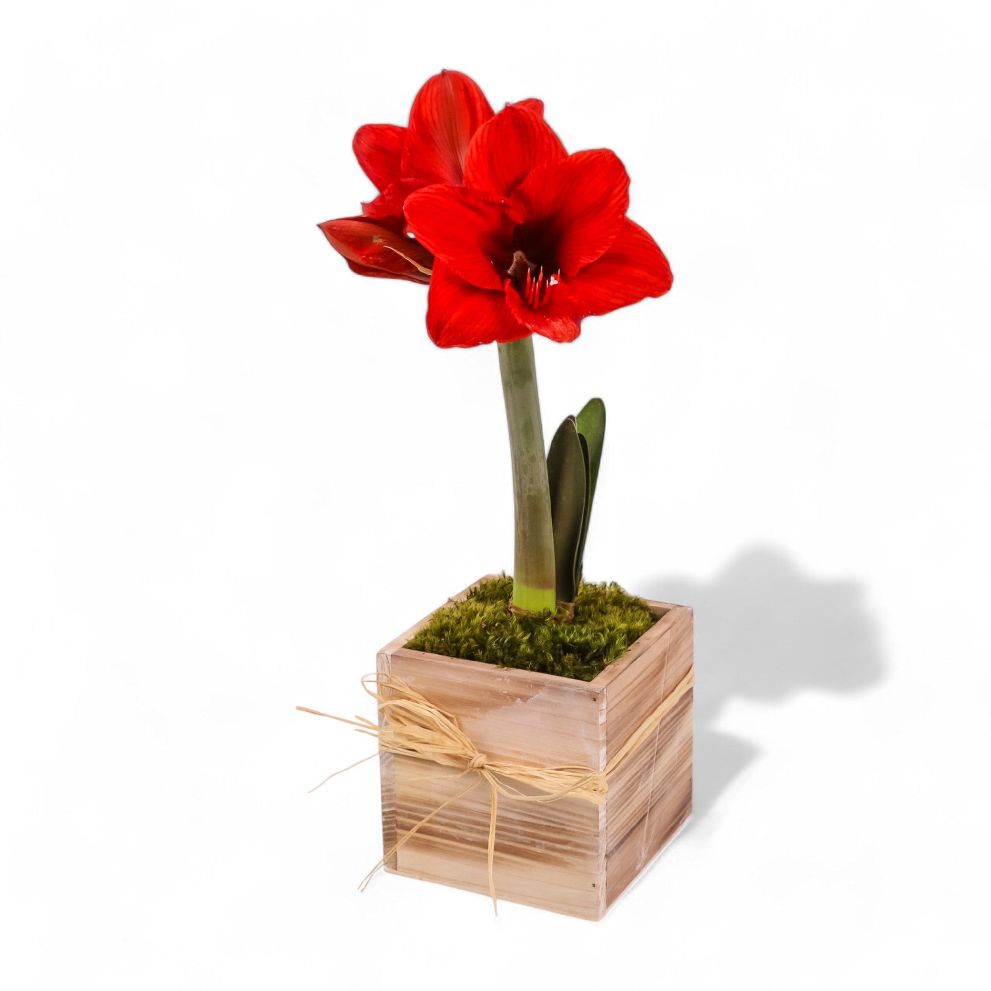 Holiday Amaryllis Bulb Planting - Green Fresh Florals + Plants