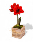 Holiday Amaryllis Bulb Planting - Green Fresh Florals + Plants