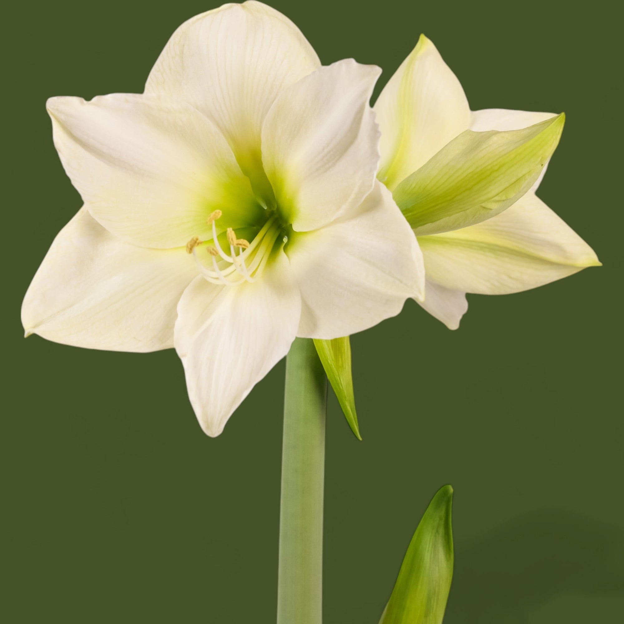 Holiday Amaryllis Bulb Planting - Green Fresh Florals + Plants