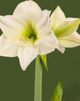 Holiday Amaryllis Bulb Planting - Green Fresh Florals + Plants