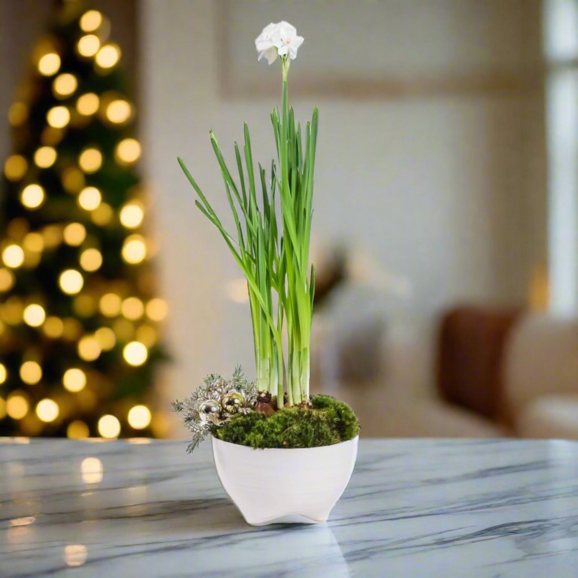 Holiday Harmony Paperwhite Garden - Green Fresh Florals + Plants