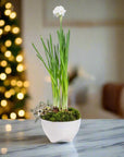 Holiday Harmony Paperwhite Garden - Green Fresh Florals + Plants