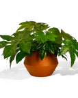 Hydra Pot - Green Fresh Florals + Plants