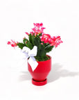 Jouvet Joy Christmas Cactus - Green Fresh Florals + Plants