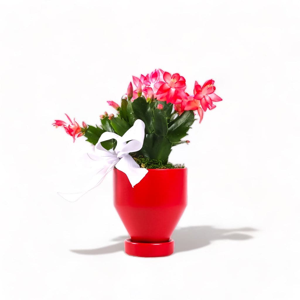 Jouvet Joy Christmas Cactus - Green Fresh Florals + Plants