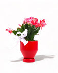 Jouvet Joy Christmas Cactus - Green Fresh Florals + Plants