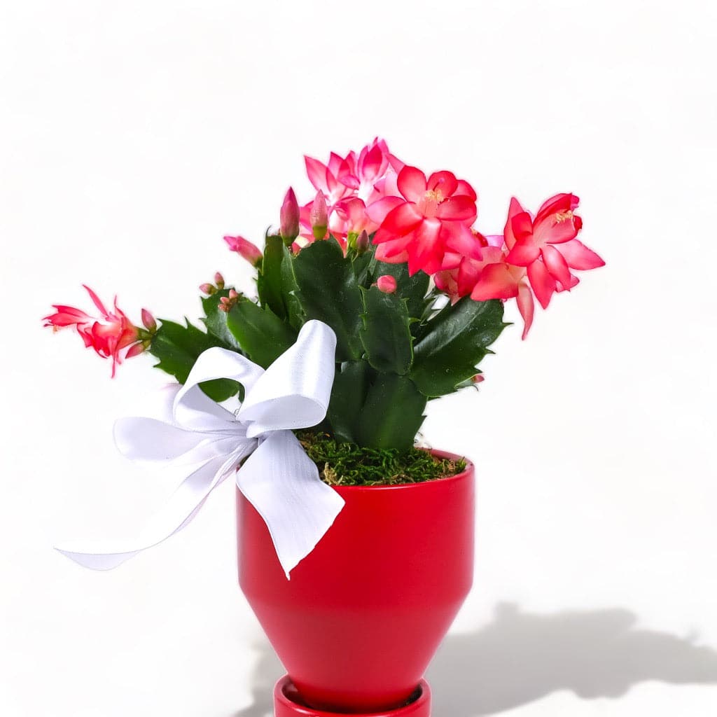 Jouvet Joy Christmas Cactus - Green Fresh Florals + Plants