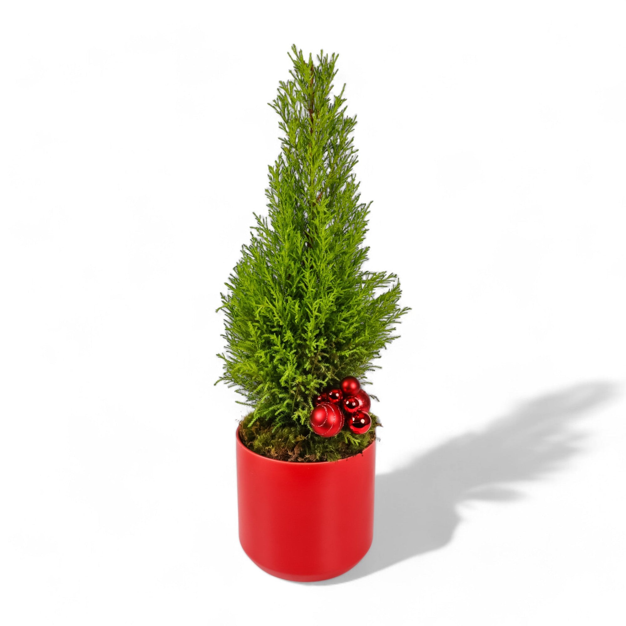 Lemon Cypress Holiday Tree - Green Fresh Florals + Plants