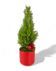 Lemon Cypress Holiday Tree - Green Fresh Florals + Plants