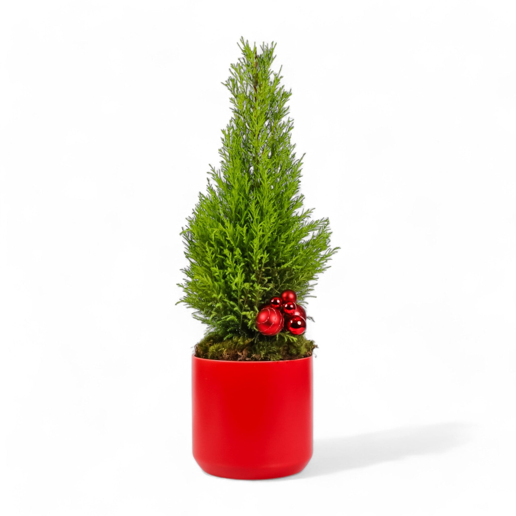 Lemon Cypress Holiday Tree - Green Fresh Florals + Plants