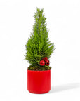 Lemon Cypress Holiday Tree - Green Fresh Florals + Plants