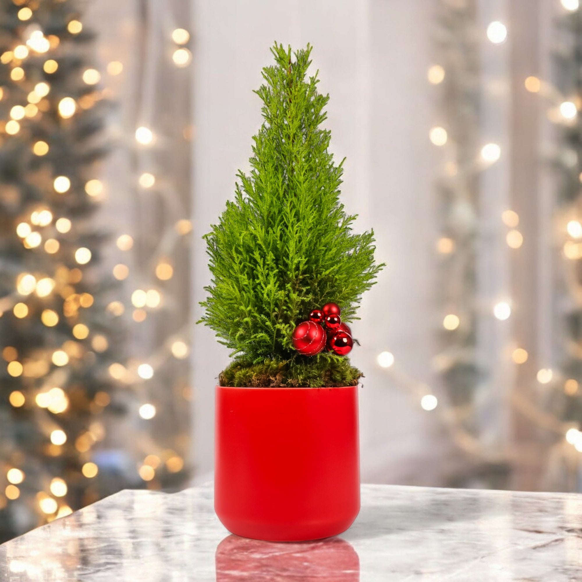 Lemon Cypress Holiday Tree - Green Fresh Florals + Plants