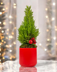 Lemon Cypress Holiday Tree - Green Fresh Florals + Plants