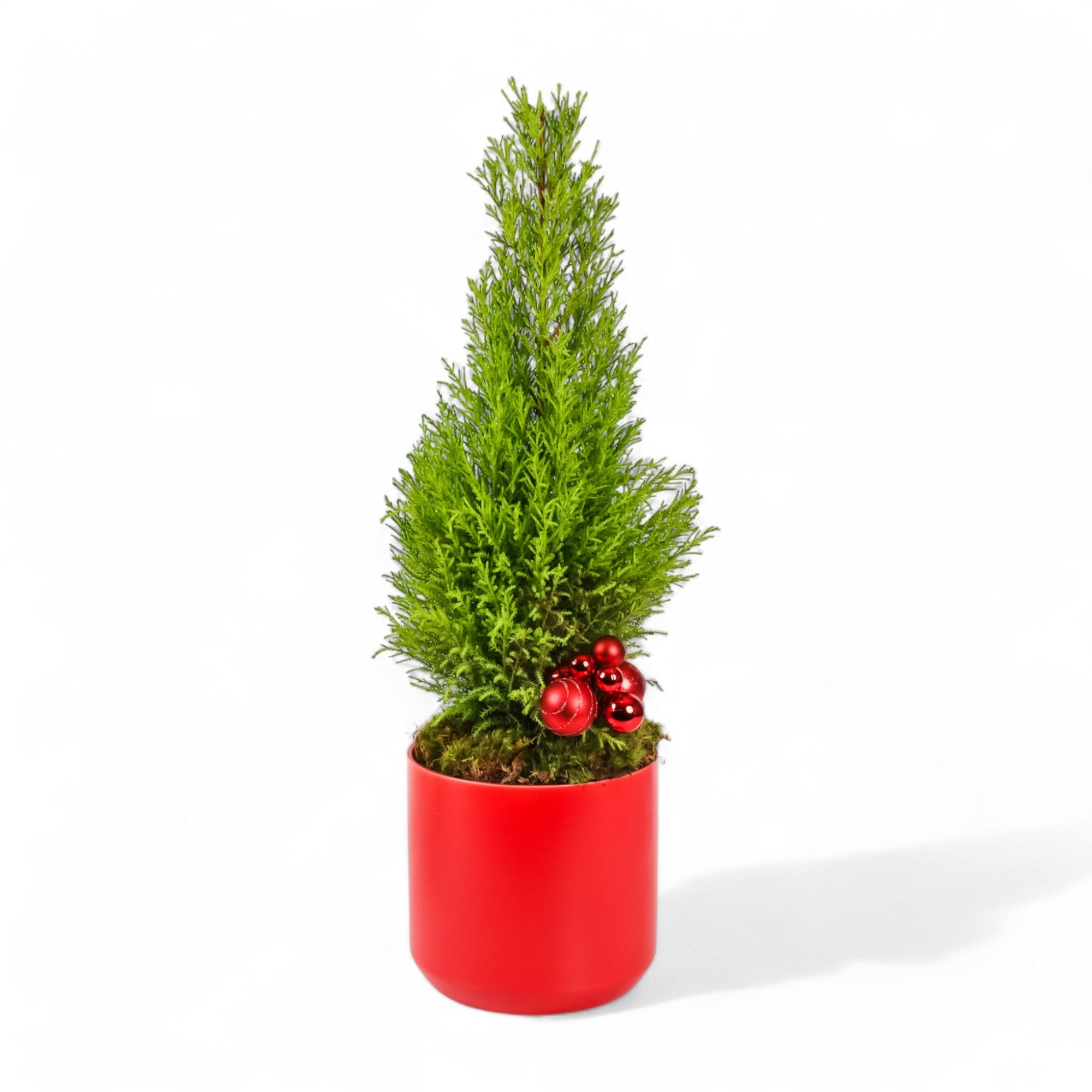 Lemon Cypress Holiday Tree - Green Fresh Florals + Plants