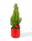 Lemon Cypress Holiday Tree - Green Fresh Florals + Plants