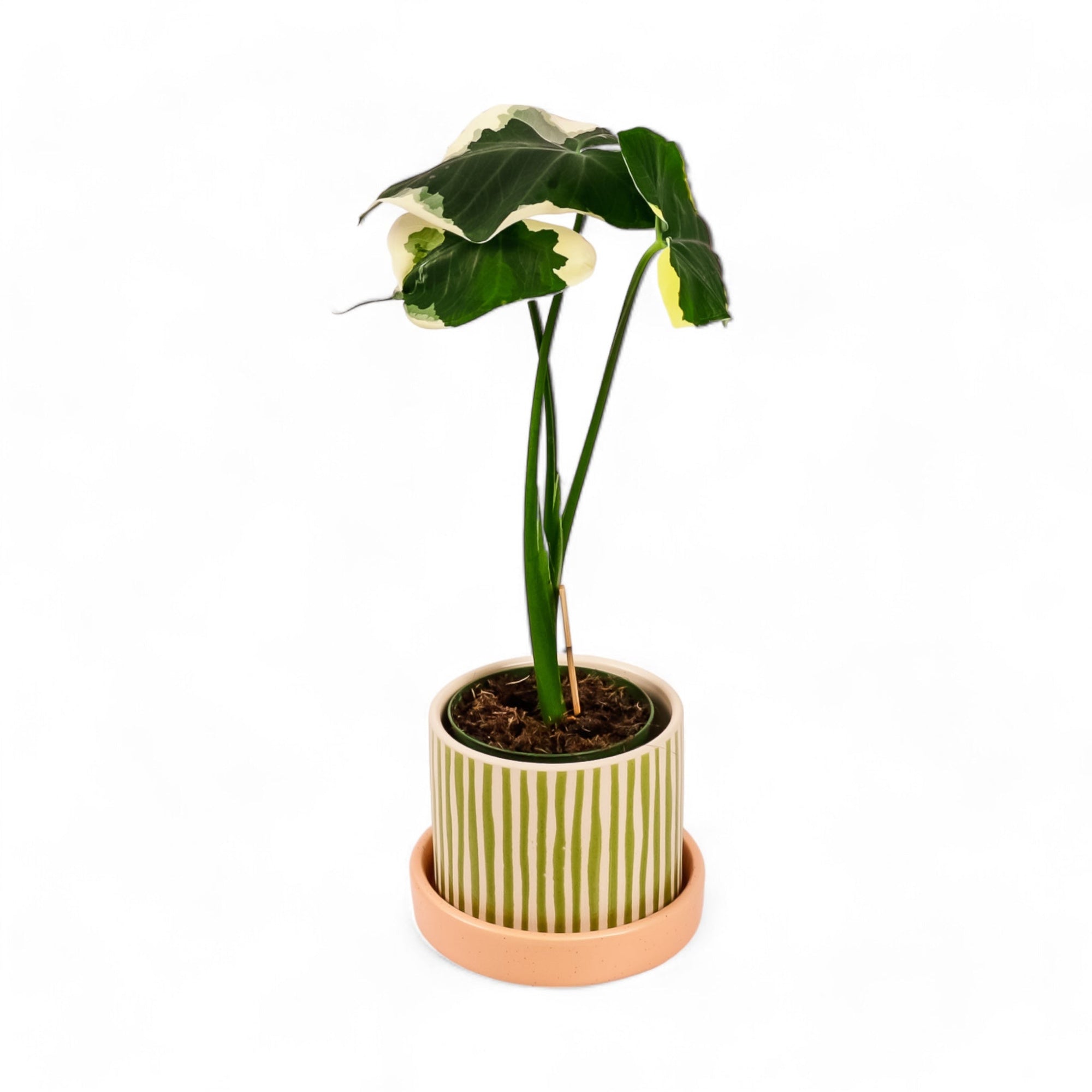 Melancia Pot + Saucer - Green Fresh Florals + Plants