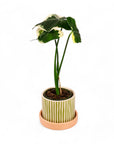 Melancia Pot + Saucer - Green Fresh Florals + Plants