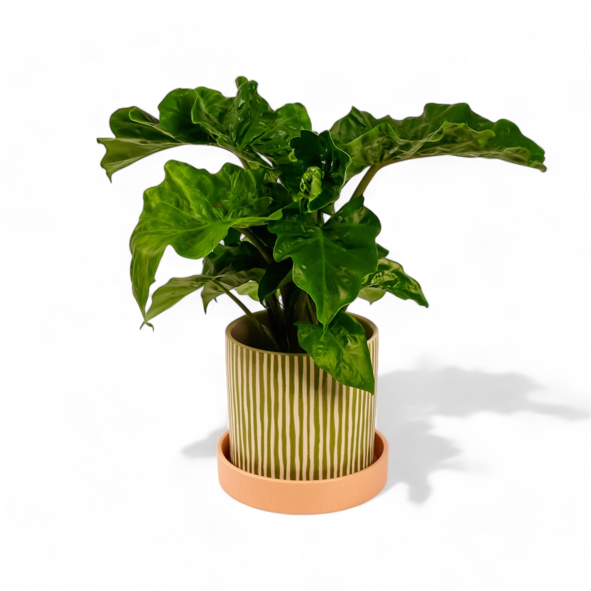 Melancia Pot + Saucer - Green Fresh Florals + Plants