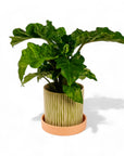 Melancia Pot + Saucer - Green Fresh Florals + Plants