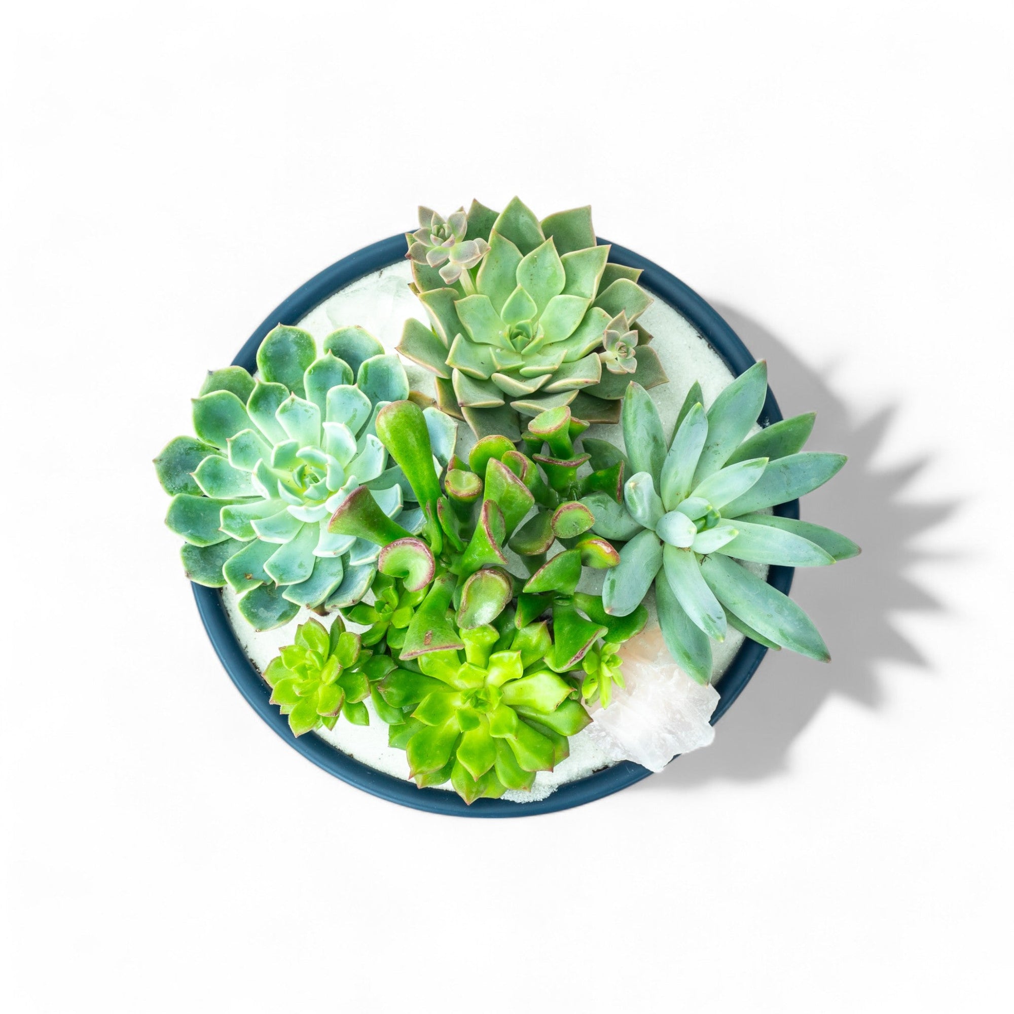 Midnight Blue Crystal Succulent Garden - Green Fresh Florals + Plants