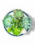 Midnight Blue Crystal Succulent Garden - Green Fresh Florals + Plants