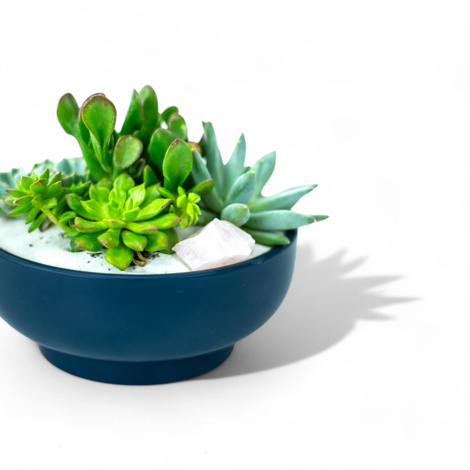 Midnight Blue Crystal Succulent Garden - Green Fresh Florals + Plants