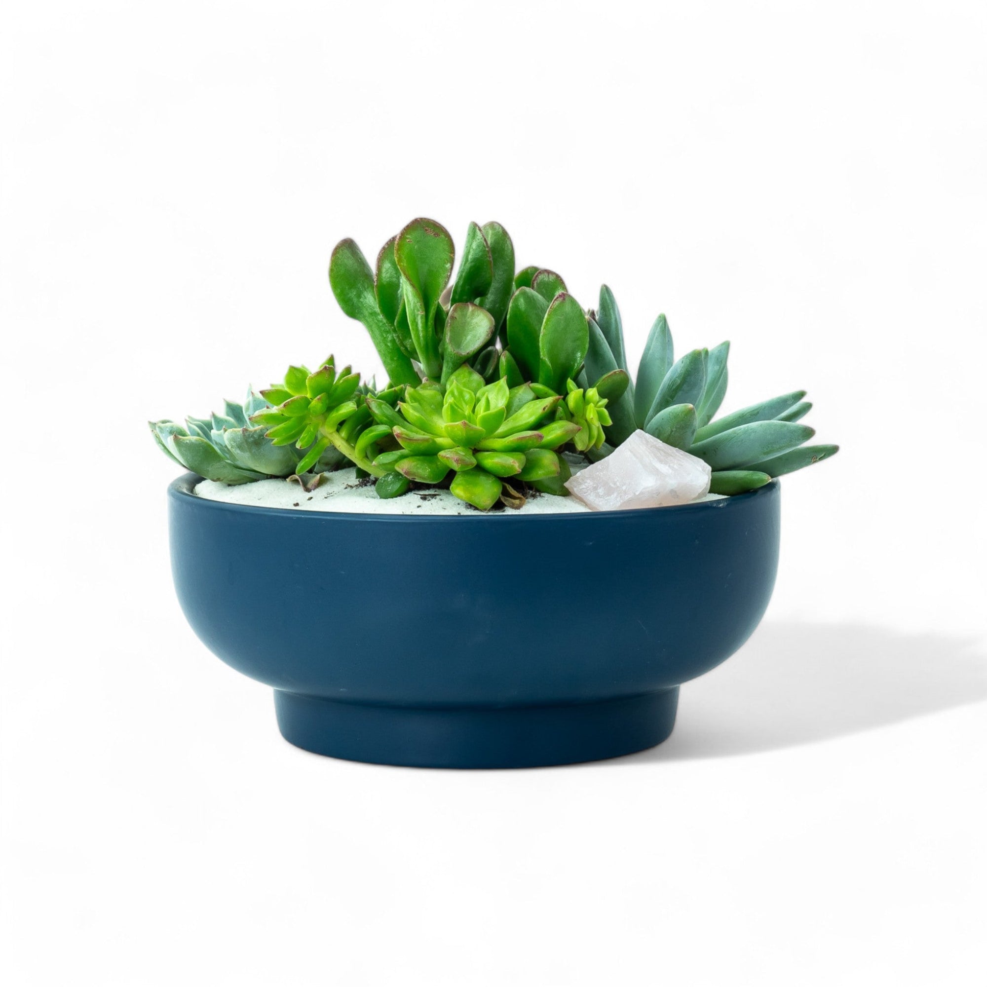 Midnight Blue Crystal Succulent Garden - Green Fresh Florals + Plants