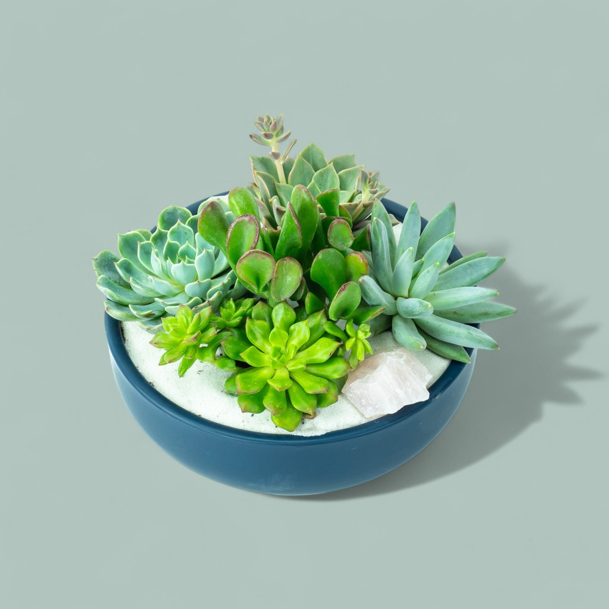 Midnight Blue Crystal Succulent Garden - Green Fresh Florals + Plants