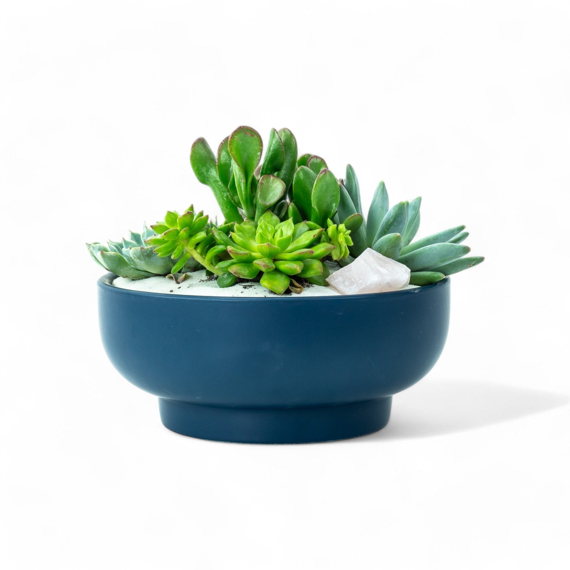 Midnight Blue Crystal Succulent Garden - Green Fresh Florals + Plants