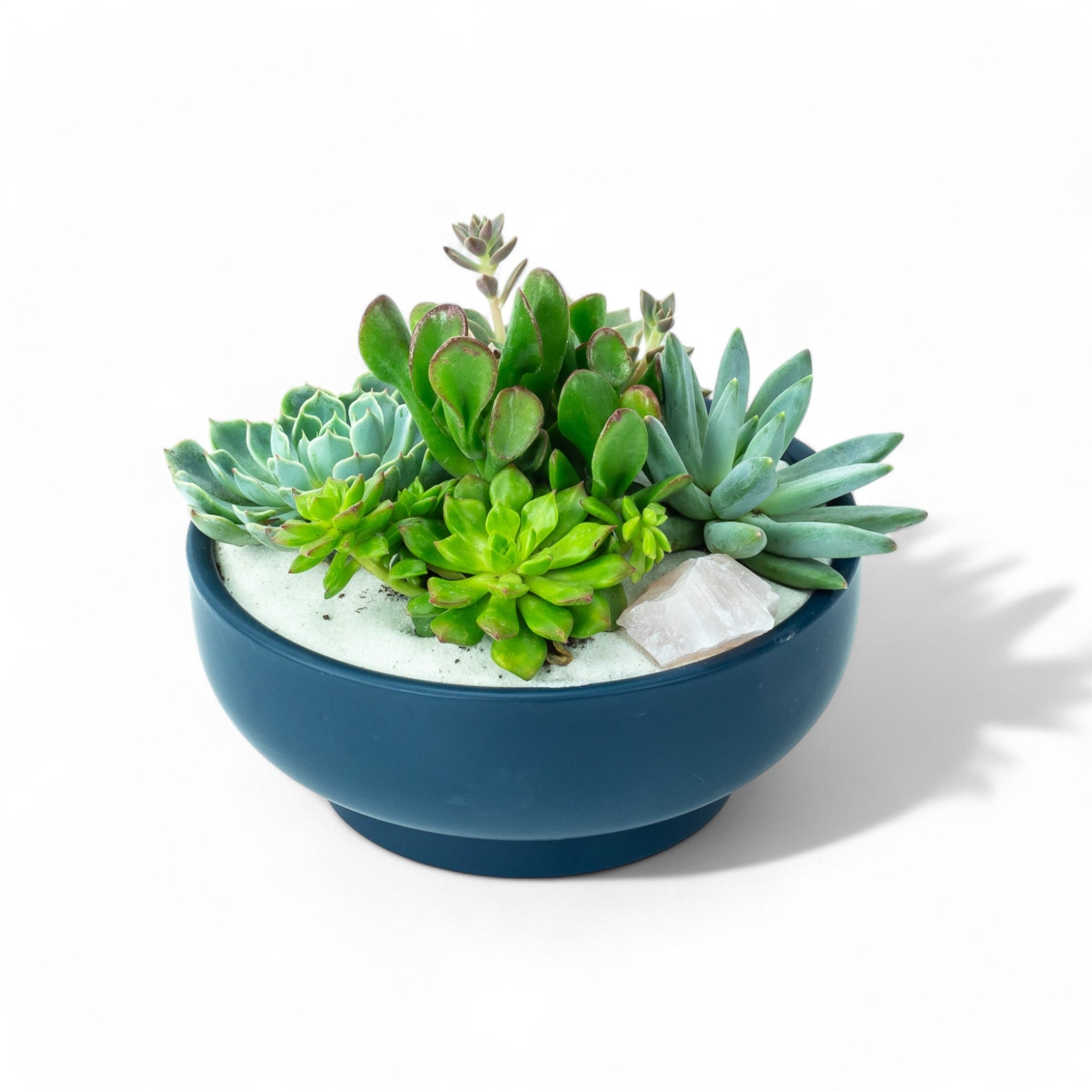 Midnight Blue Crystal Succulent Garden - Green Fresh Florals + Plants