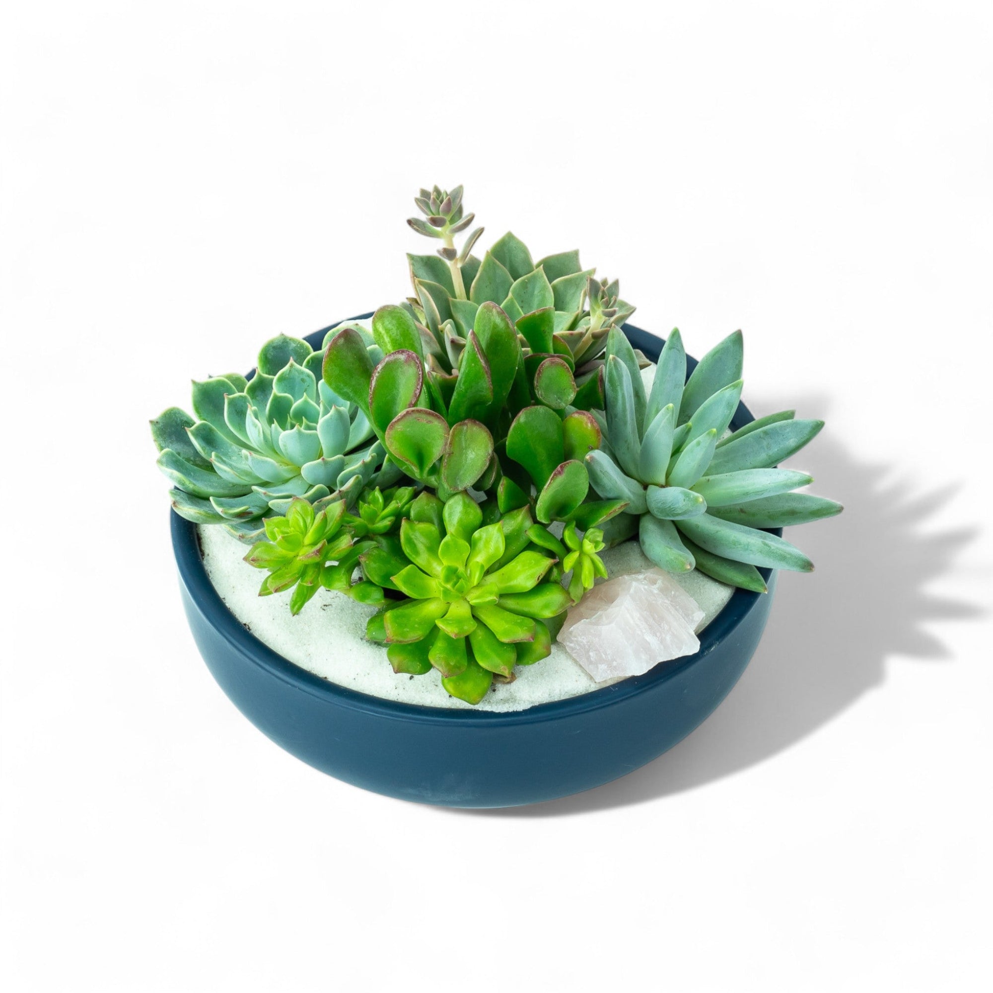 Midnight Blue Crystal Succulent Garden - Green Fresh Florals + Plants