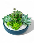 Midnight Blue Crystal Succulent Garden - Green Fresh Florals + Plants