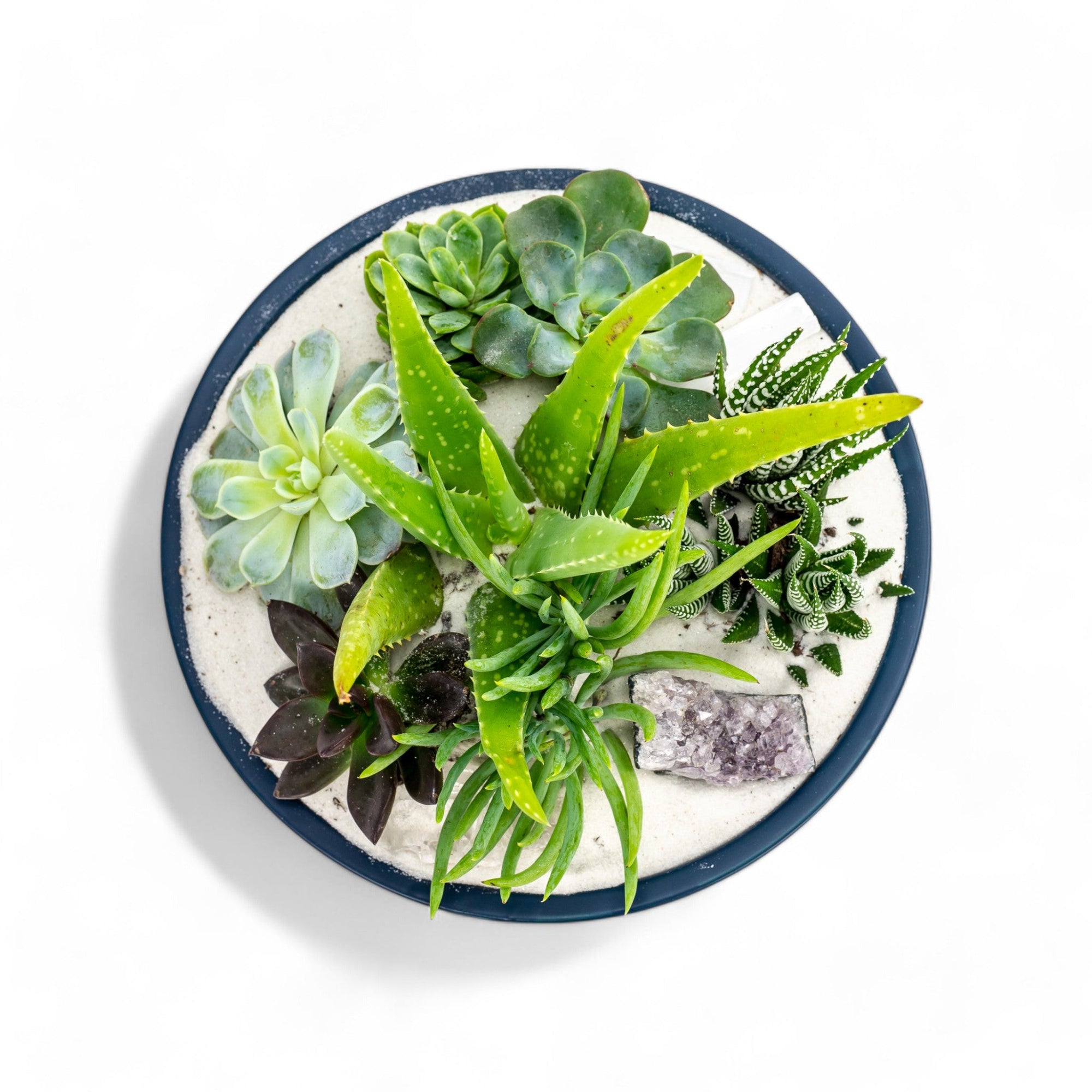 Midnight Blue Crystal Succulent Garden - Green Fresh Florals + Plants