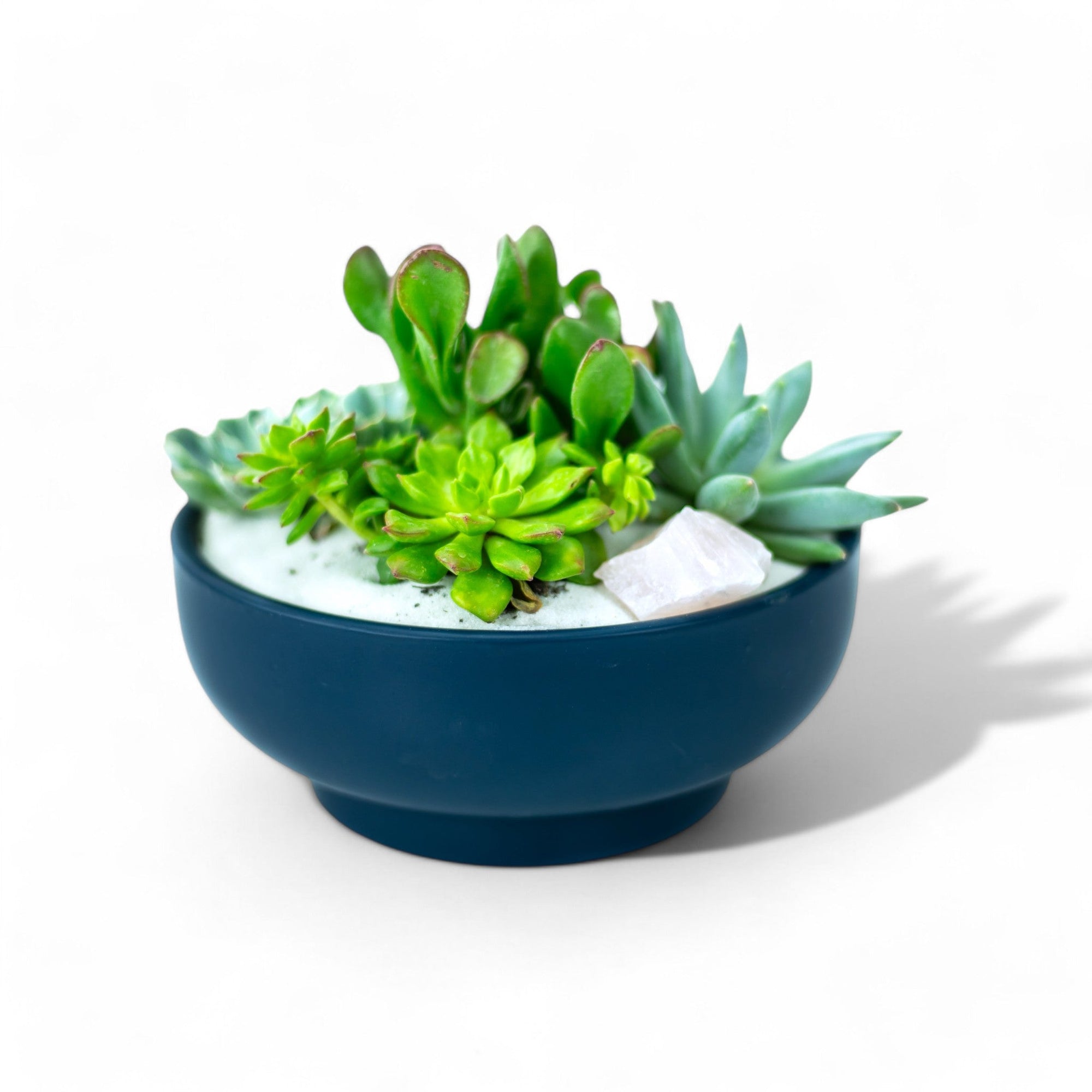 Midnight Blue Crystal Succulent Garden - Green Fresh Florals + Plants