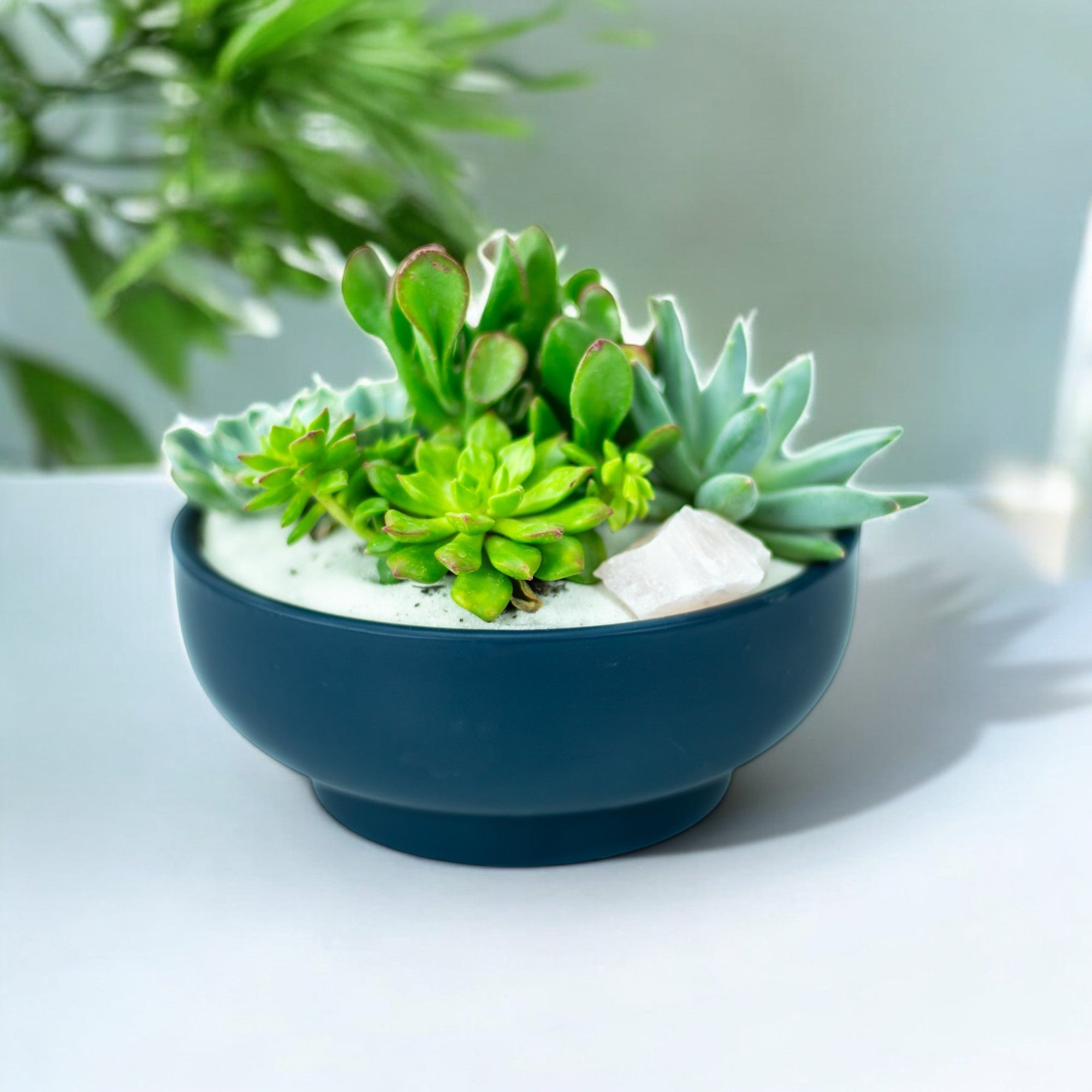 Midnight Blue Crystal Succulent Garden - Green Fresh Florals + Plants