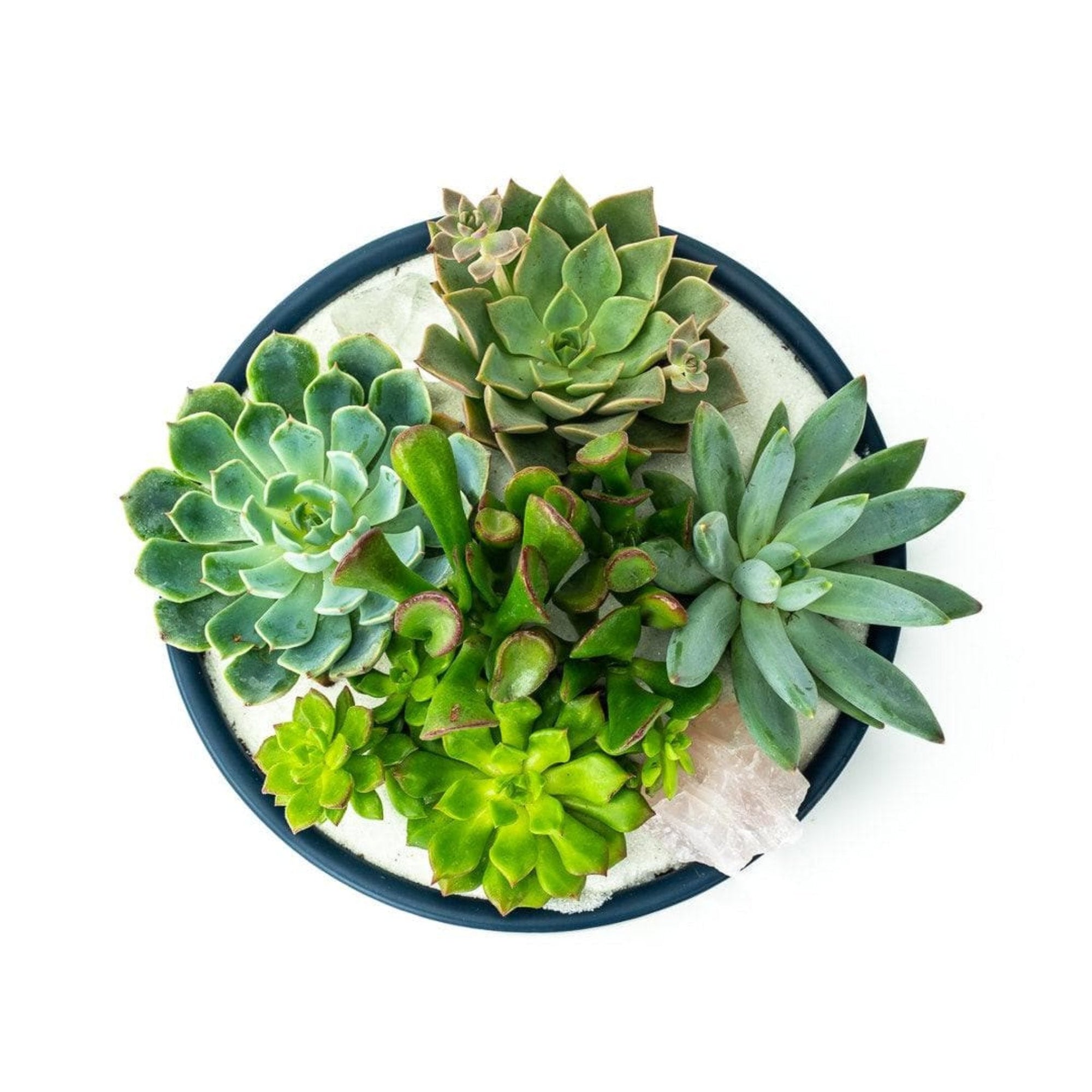 Midnight Blue Crystal Succulent Garden - Green Fresh Florals + Plants