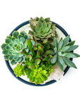 Midnight Blue Crystal Succulent Garden - Green Fresh Florals + Plants