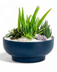 Midnight Blue Crystal Succulent Garden - Green Fresh Florals + Plants