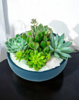 Midnight Blue Crystal Succulent Garden - Green Fresh Florals + Plants