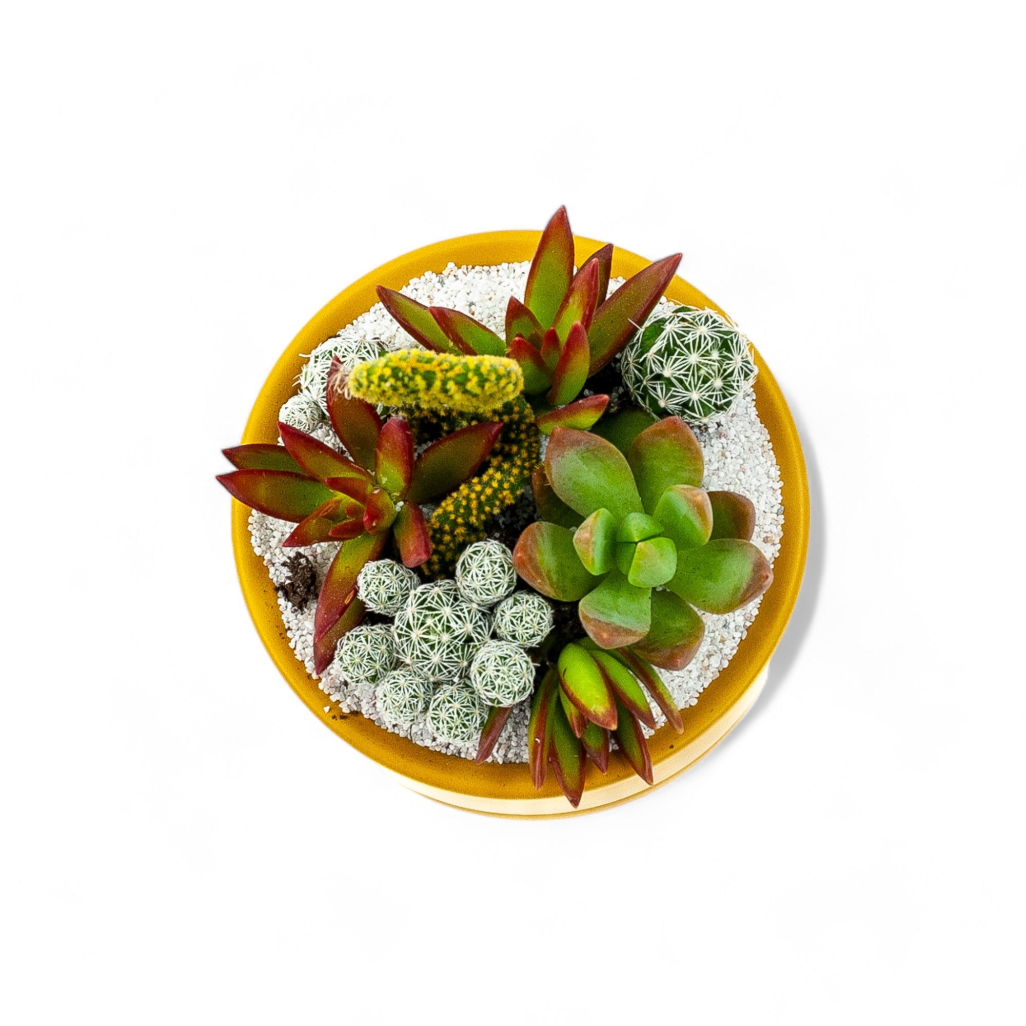 Mini Pop Desert Garden - Green Fresh Florals + Plants